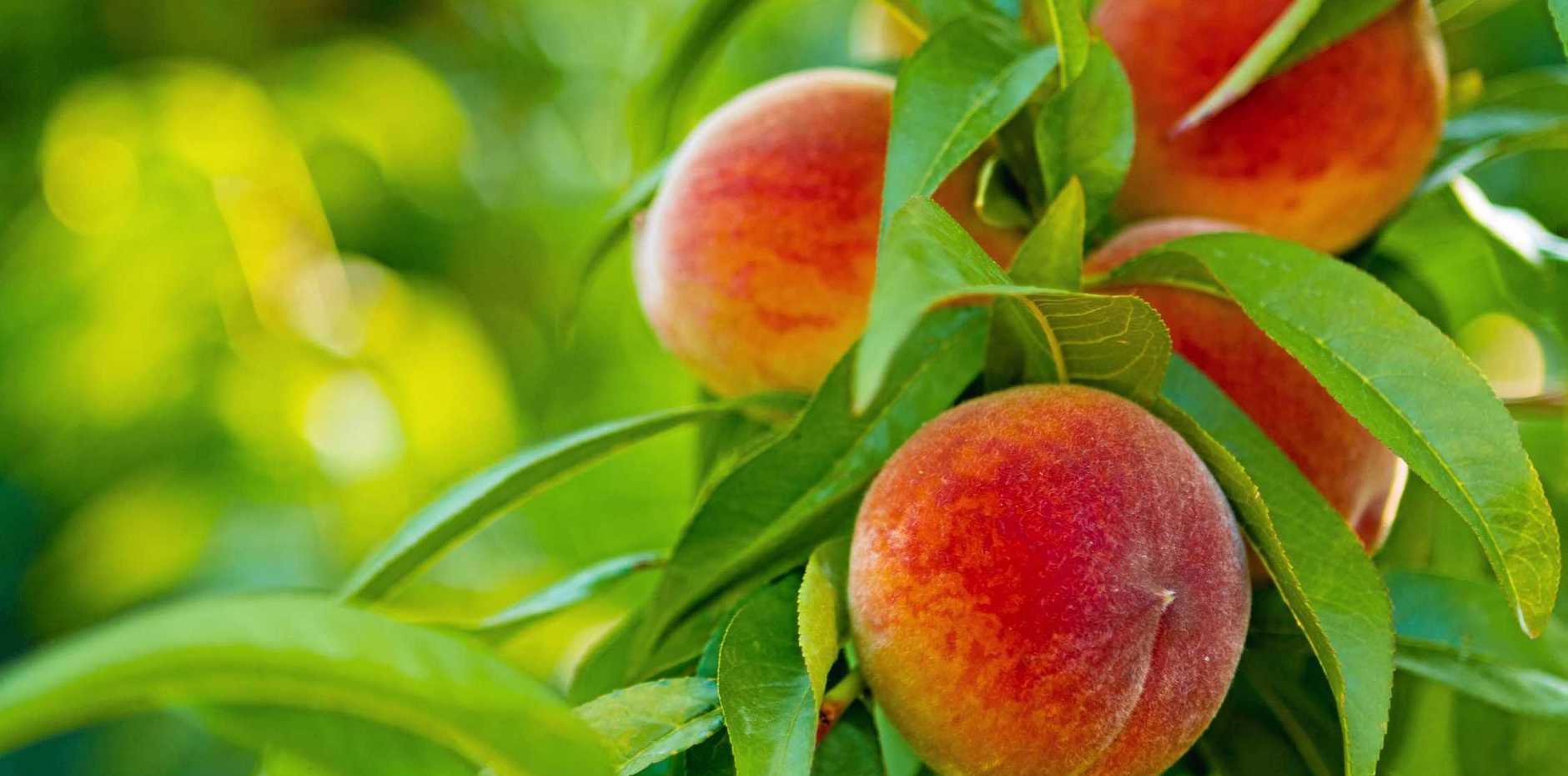 Peaches / Apricots / Nectarines - Rutec PTY Ltd