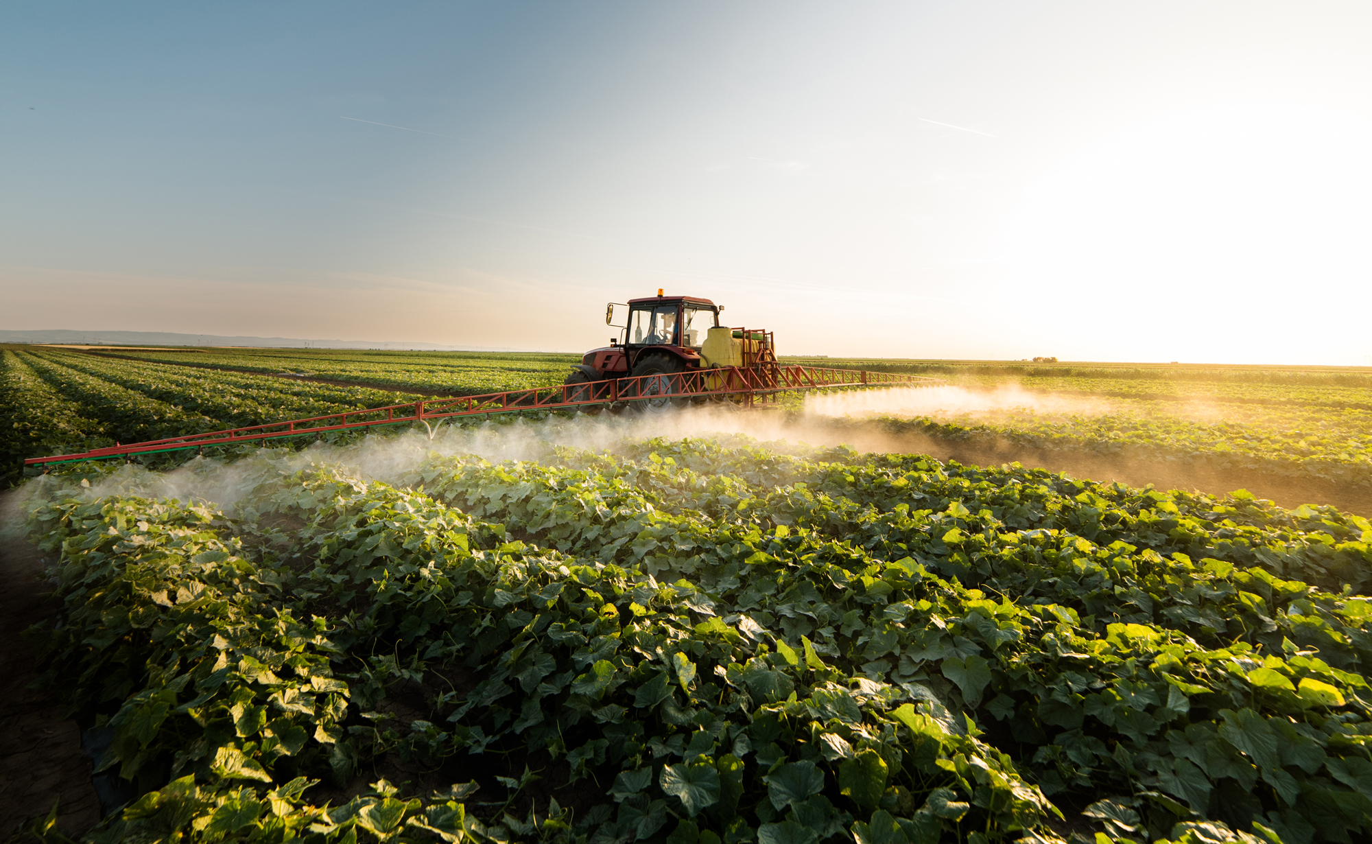A tractor pulling spray equipment over long rows of low crops.