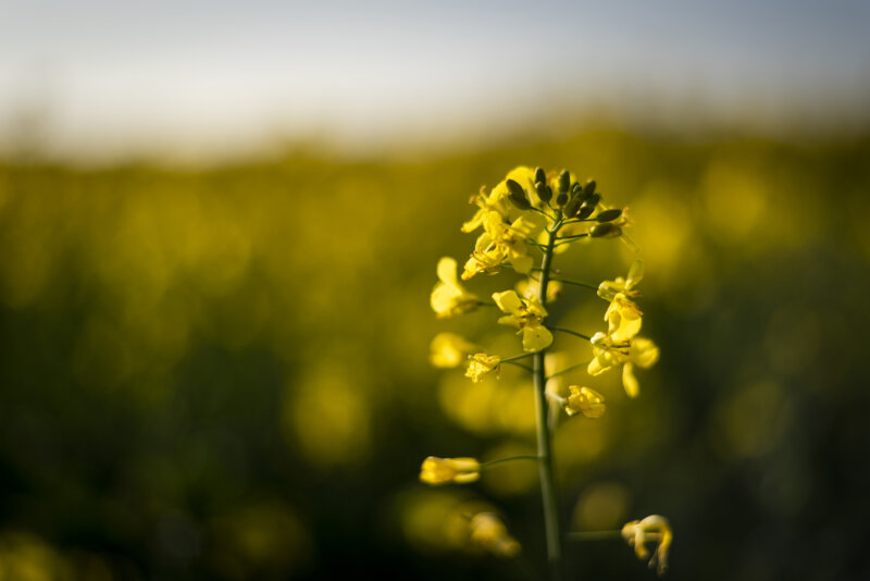 Canola flowers and buds on a canola stem.