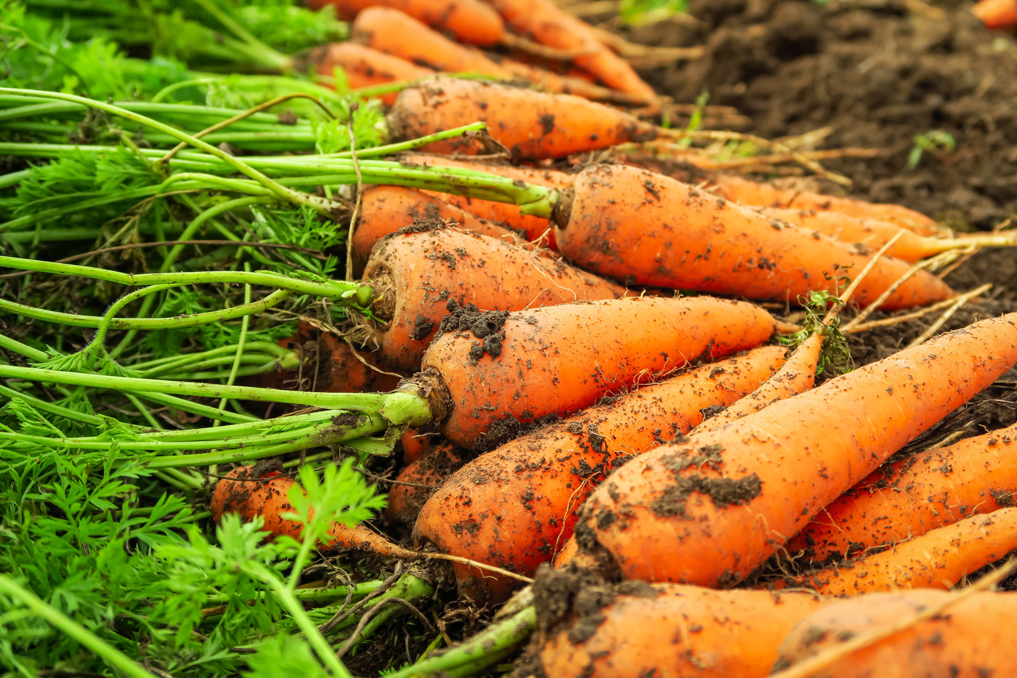 Freshly harvested carrots still with leaves, and speckled with soil.