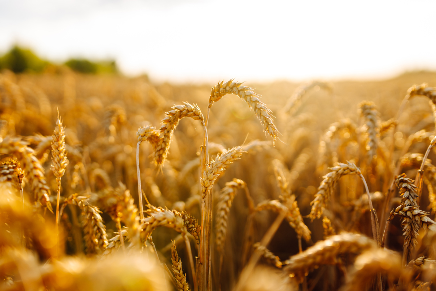 A golden crop of mature wheat ready for harvest.