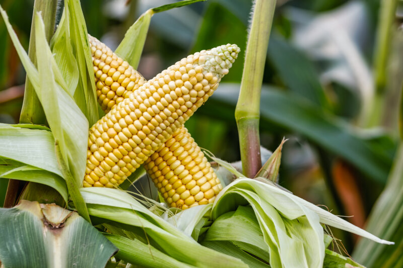 Ears of corn opened, still on the stalks.