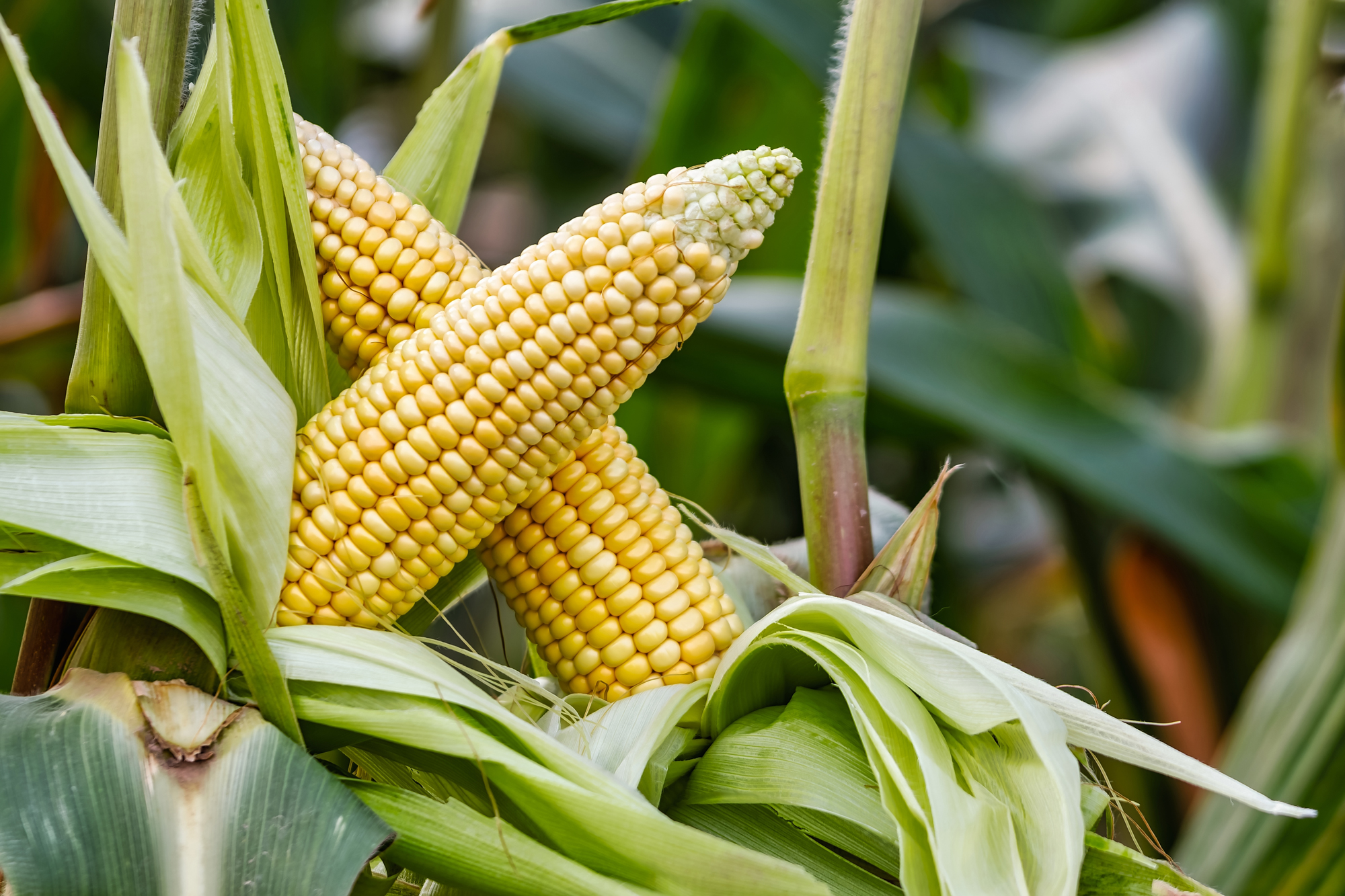 Ears of corn opened, still on the stalks.