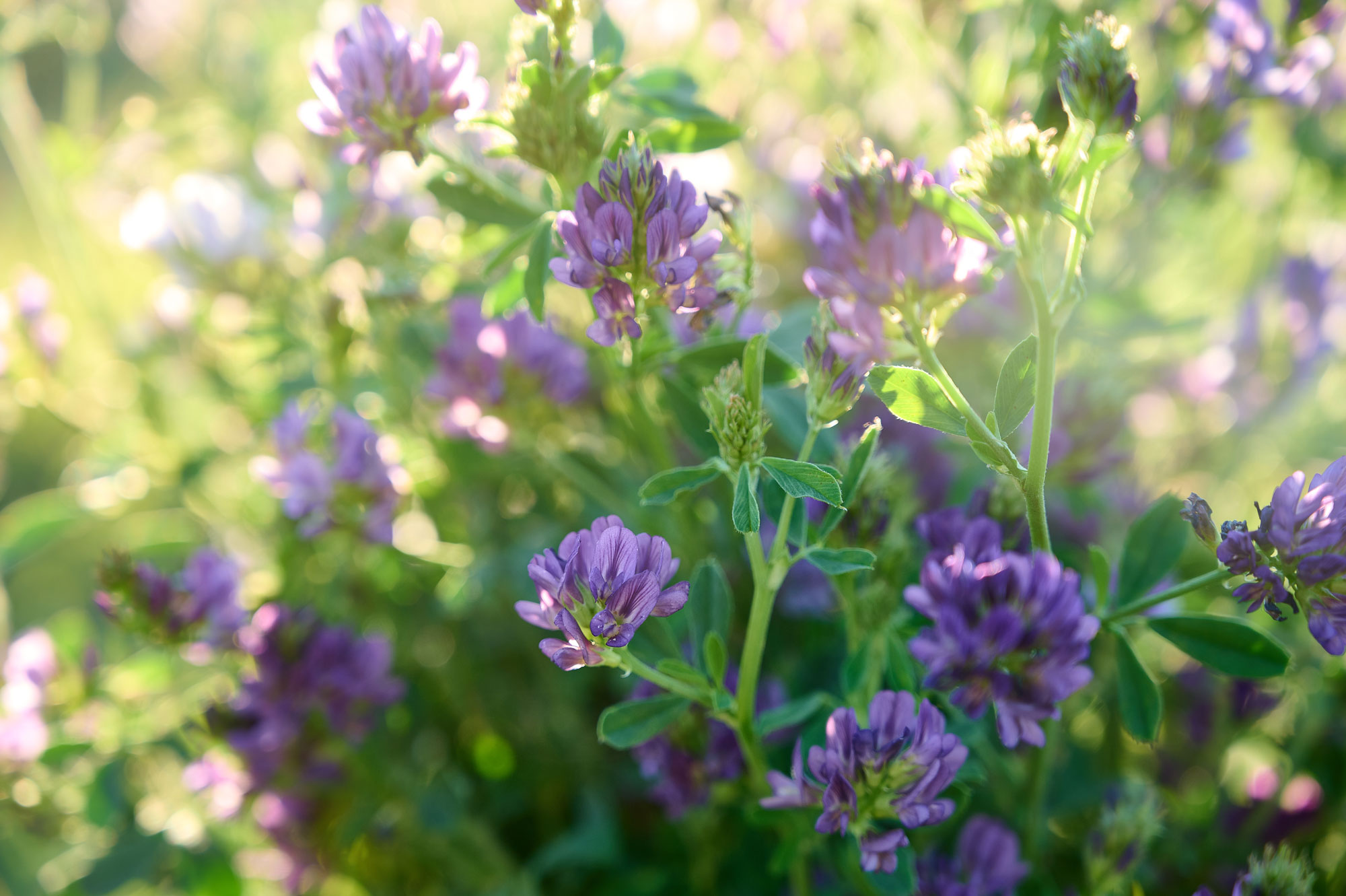 Purple lucerne flowers on green plants