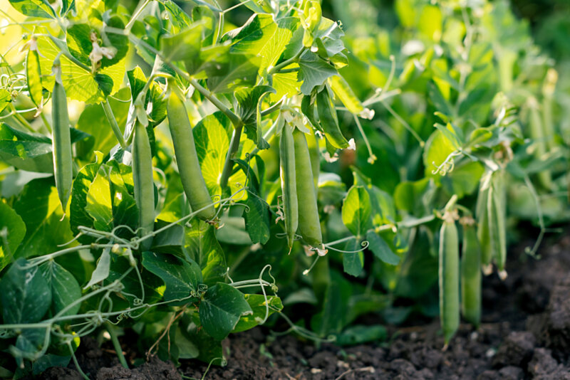 Pea pods hang from pea vines.