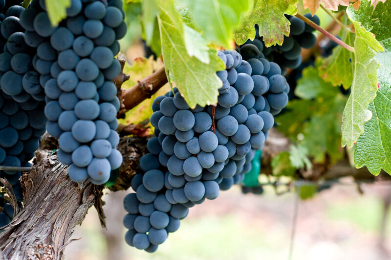 Bunches of grey-blue grapes hang from a grape vine with green leaves and weathered bark.