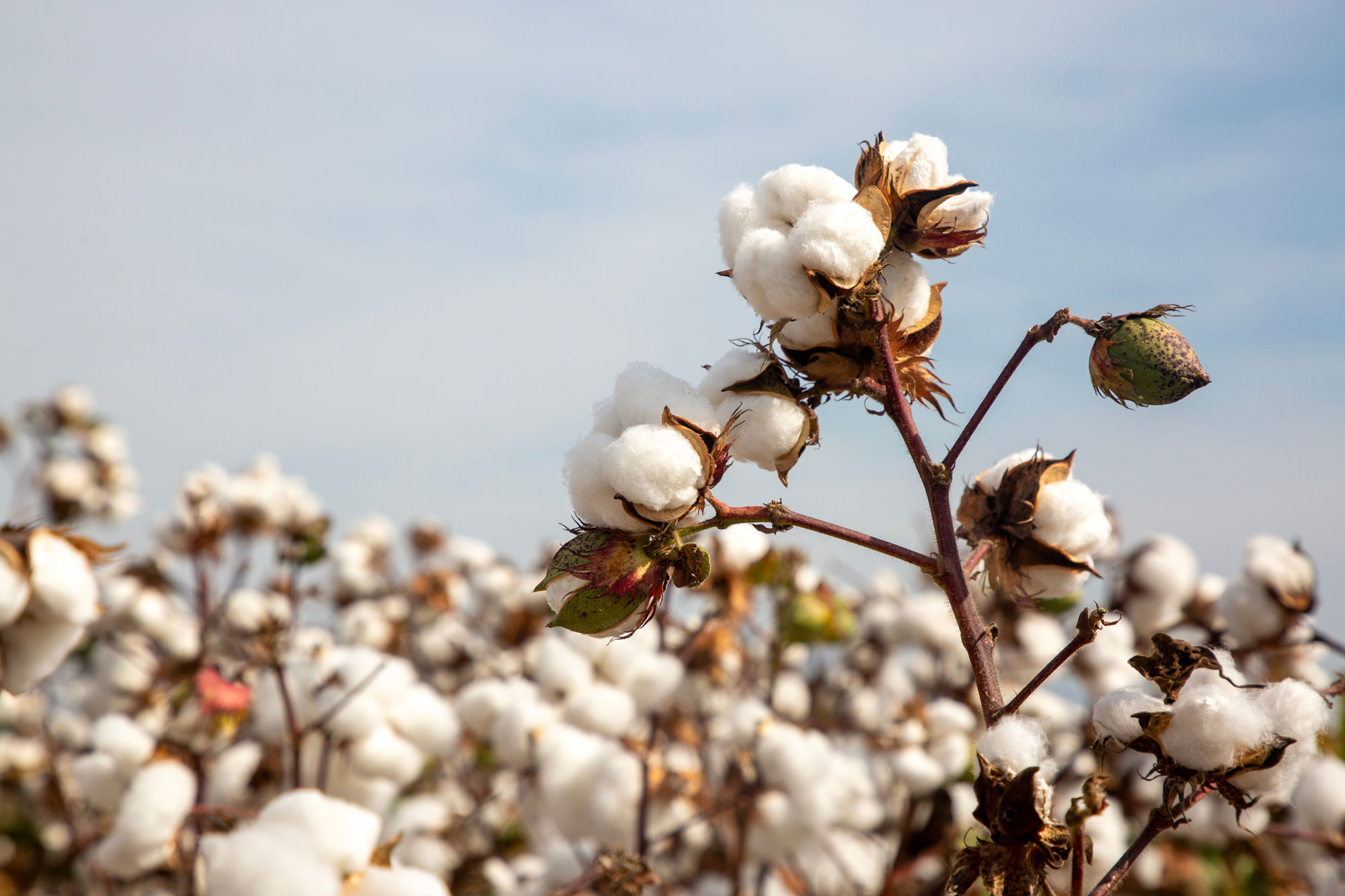 Fluffy cotton on cotton plants.