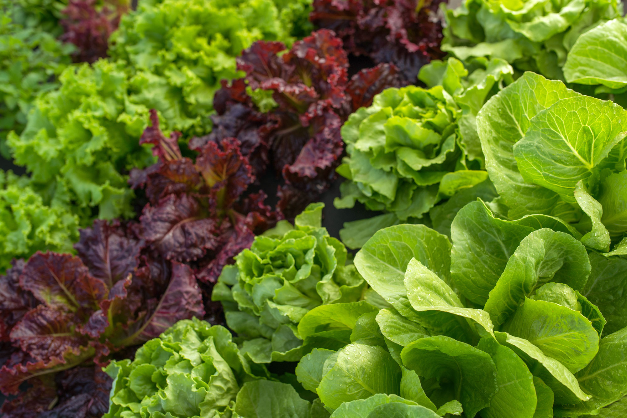 Varieties of lettuce in rows, some green and smooth, some crinkly, some red/purple.