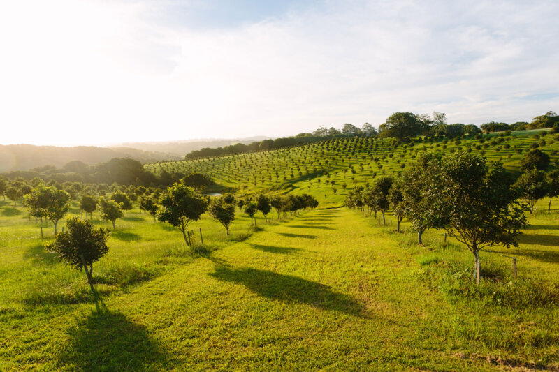 Evenly spaced macadamia trees on rolling hills of grass.