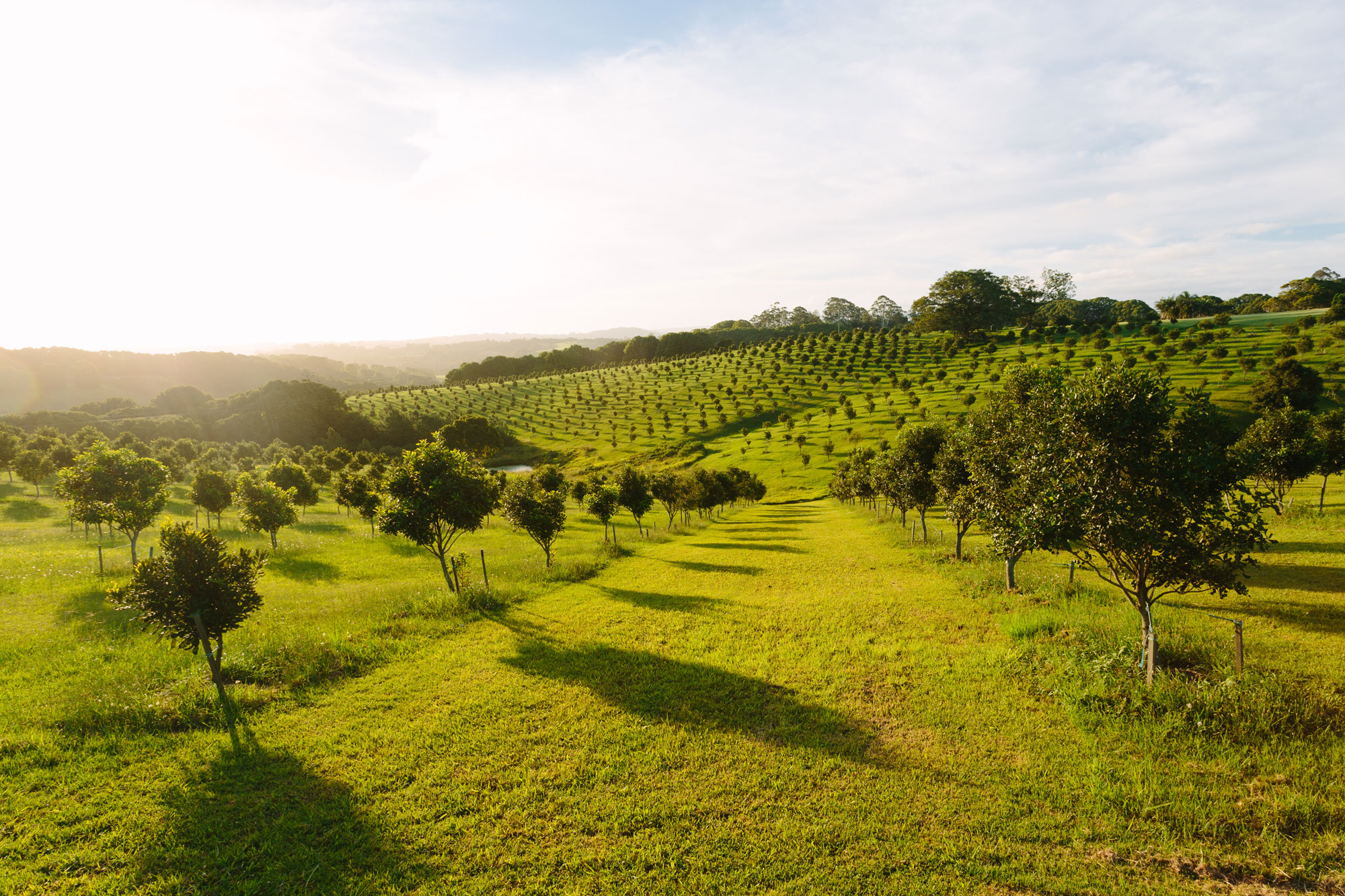 Evenly spaced macadamia trees on rolling hills of grass.