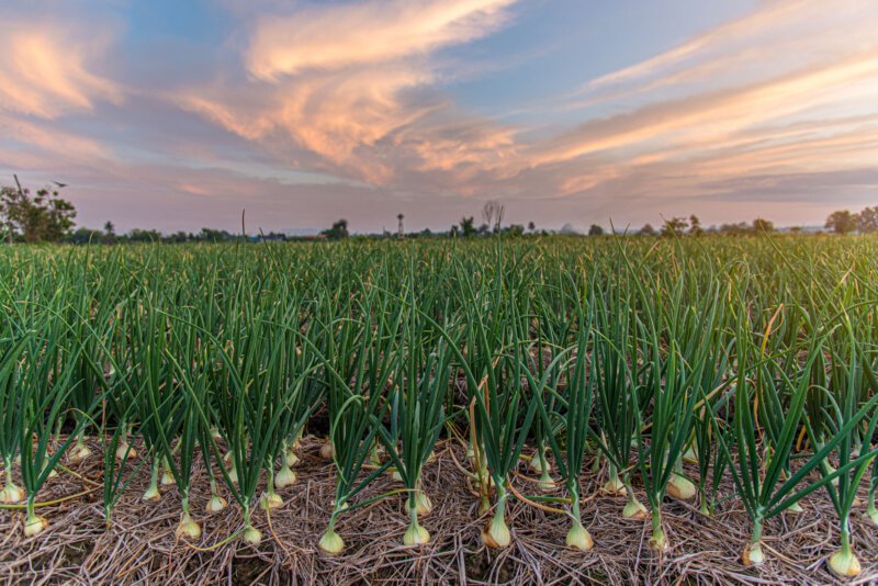 A field of onions, the front few rows showing bulbs just above the soil, and long green onion leaves in rows to the horizon.