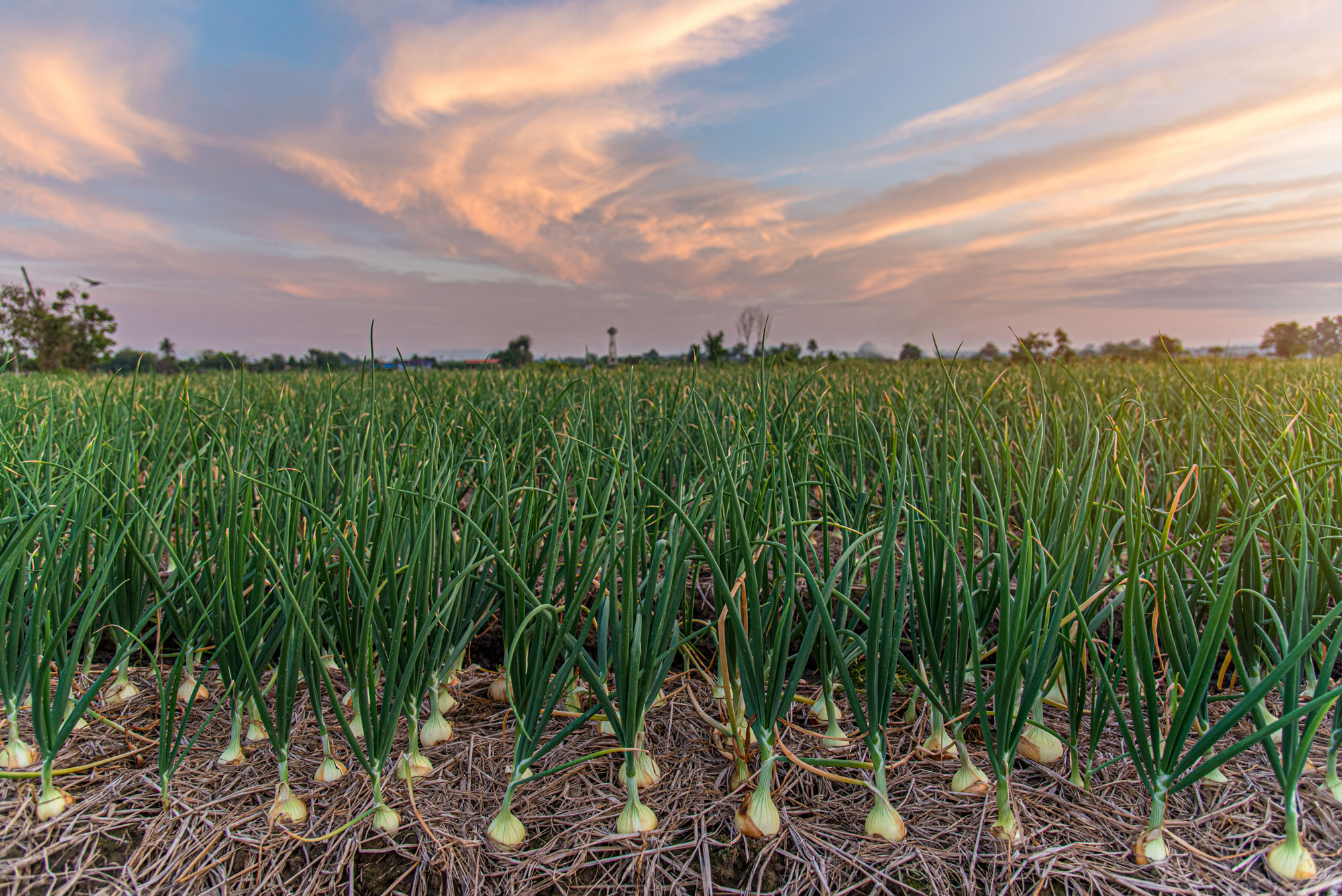 A field of onions, the front few rows showing bulbs just above the soil, and long green onion leaves in rows to the horizon.