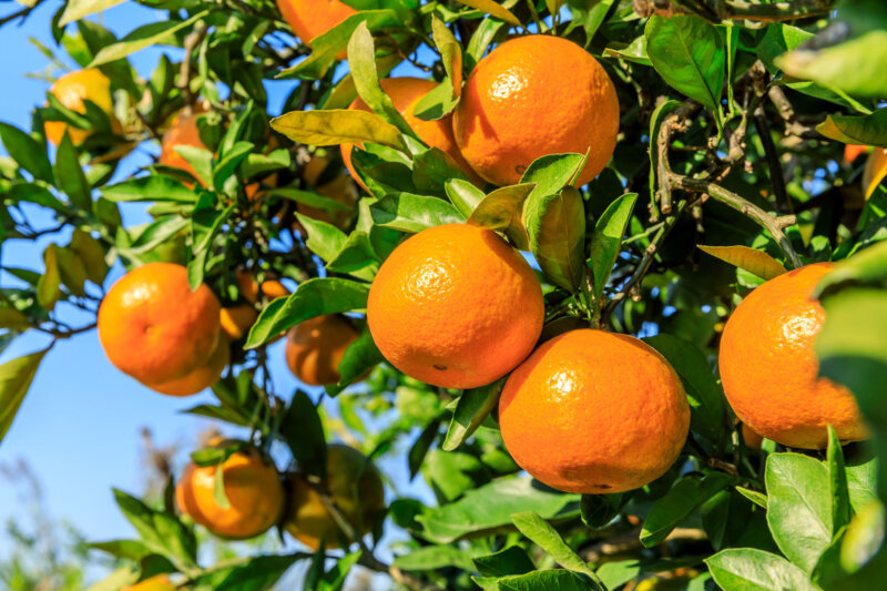 Bright orange fruit on a citrus tree with bright green leaves.