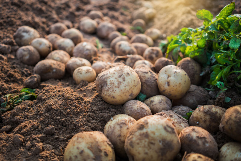 Freshly unearthed potatoes on soil, next to a green leafy potato plant.
