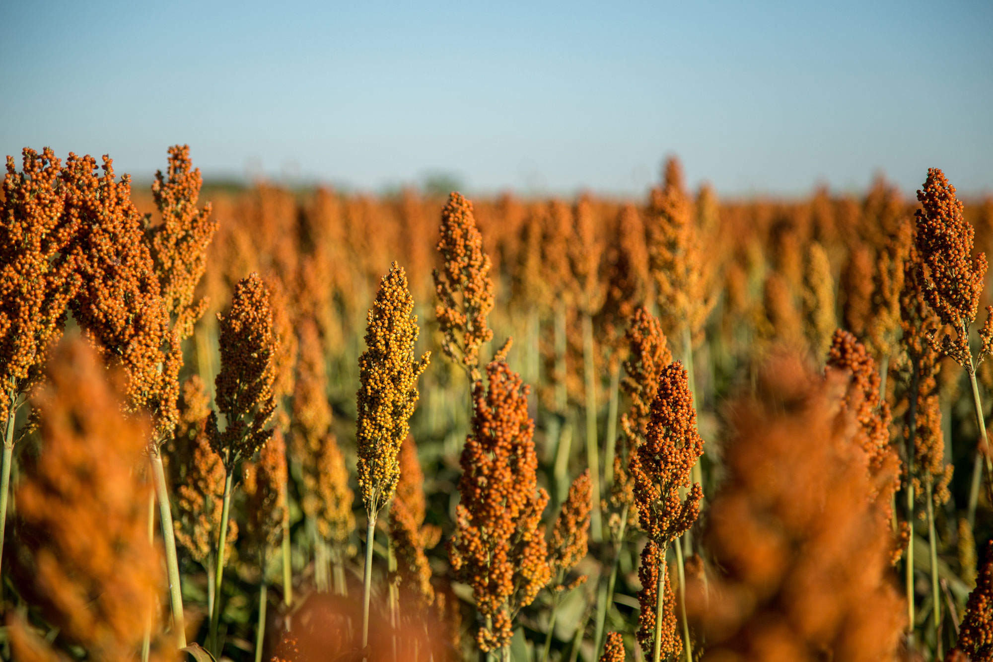 Orange-red round sorghum seeds on tall stalks.