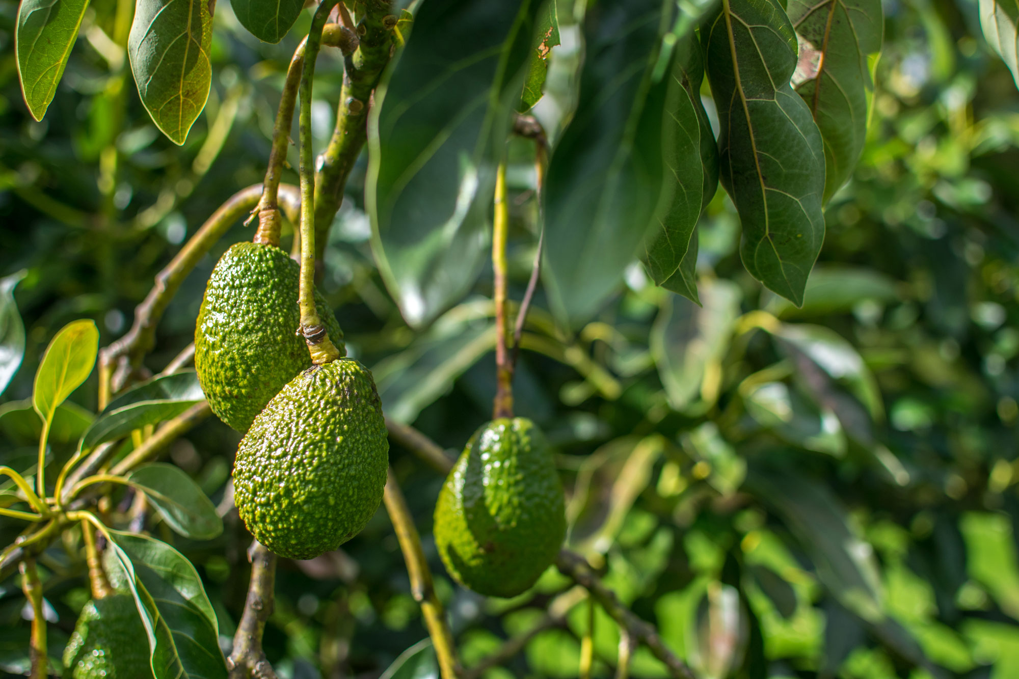 Three bumpy green avocado fruit hang on long stems from a tree.