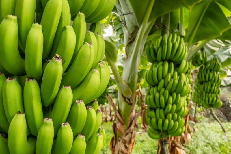 A row of three banana plants each with a hand of bananas hanging from them.